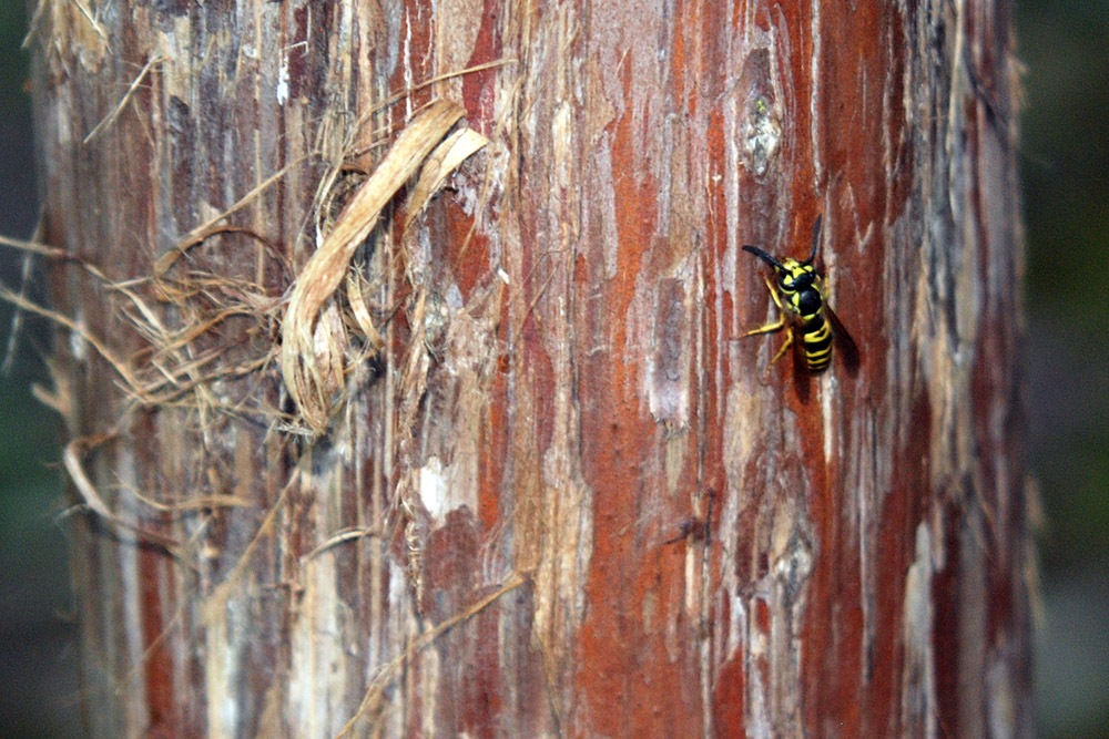 Yellow jacket in Green Ridge State Forest Maryland