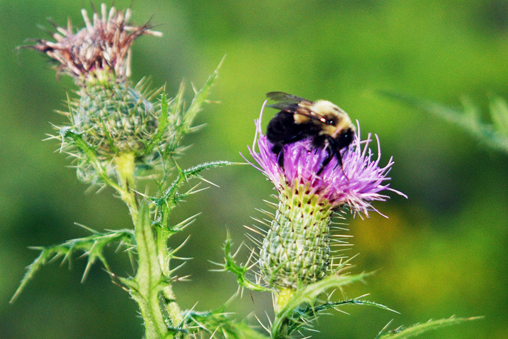 Bumble bee in Green Ridge State Forest