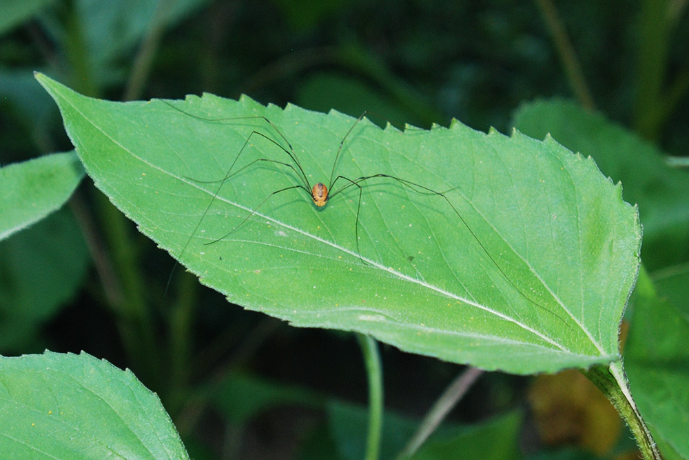Daddy longlegs in Green Ridge State Forest