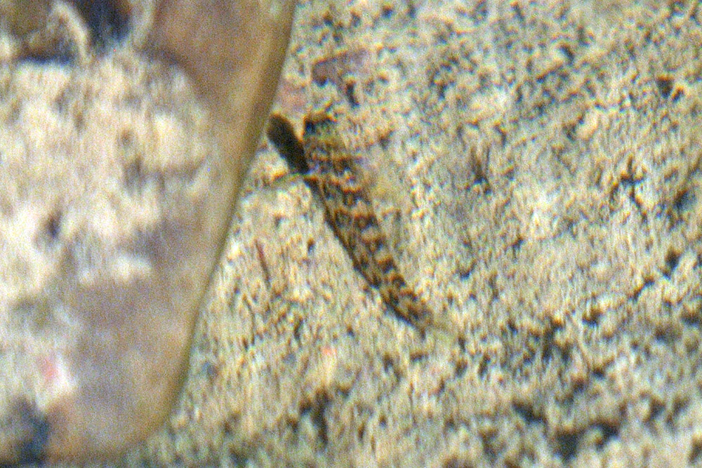 Small fish in a stream at Green Ridge State Forest