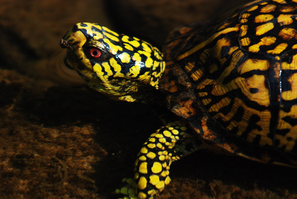 Eastern box turtle in Green Ridge State Forest Maryland