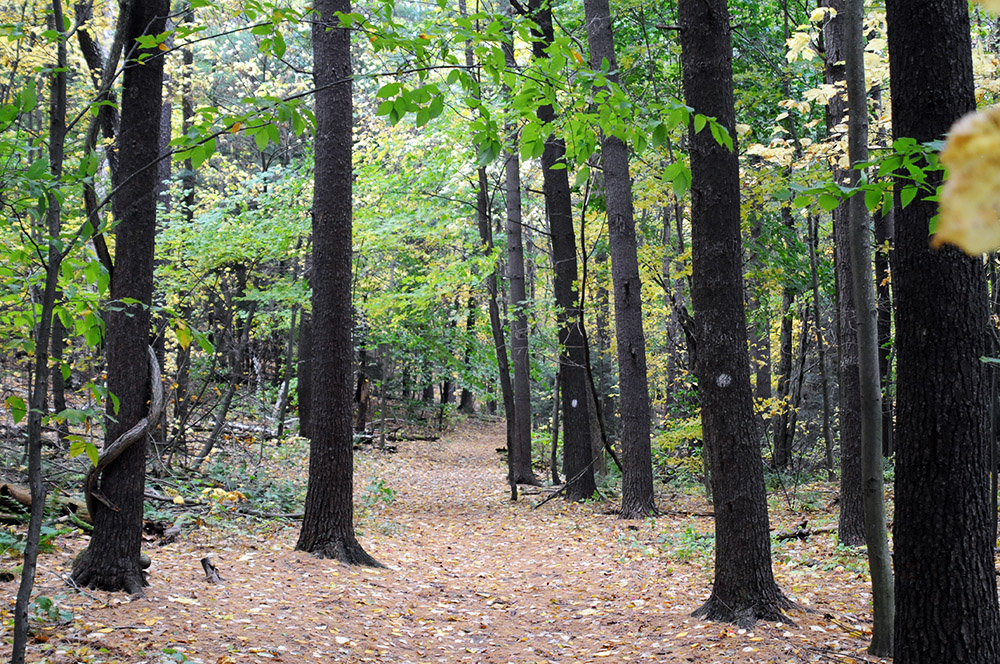 Forest in the Berkshires Massachusetts
