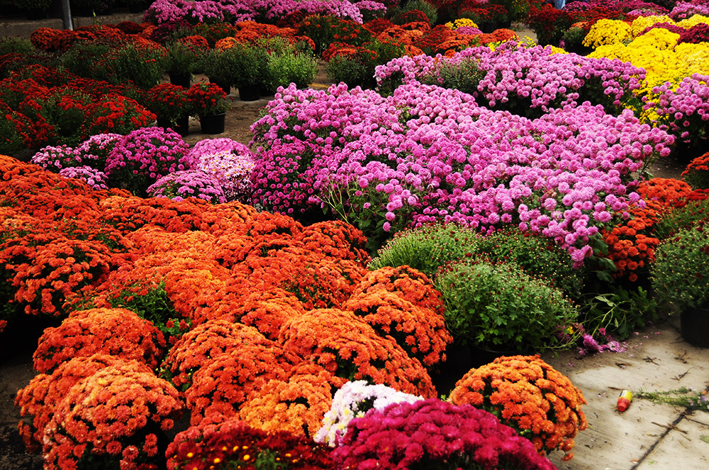 Flowers for sale at Eastern Market in Detroit