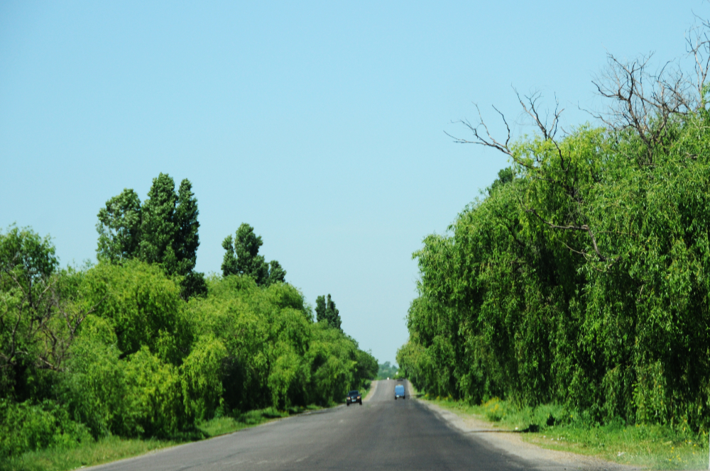 Road lined with willow trees in Moldova