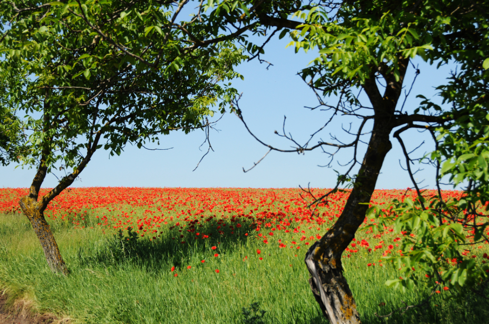 Red wildflowers in the Moldovan countryside