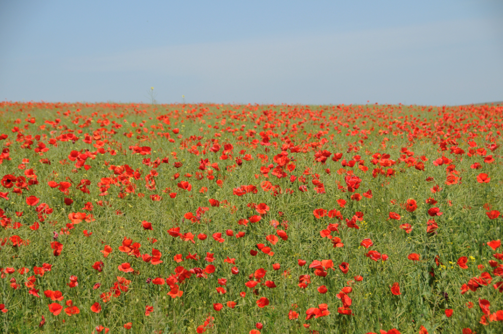 Field of red flowers in Moldova