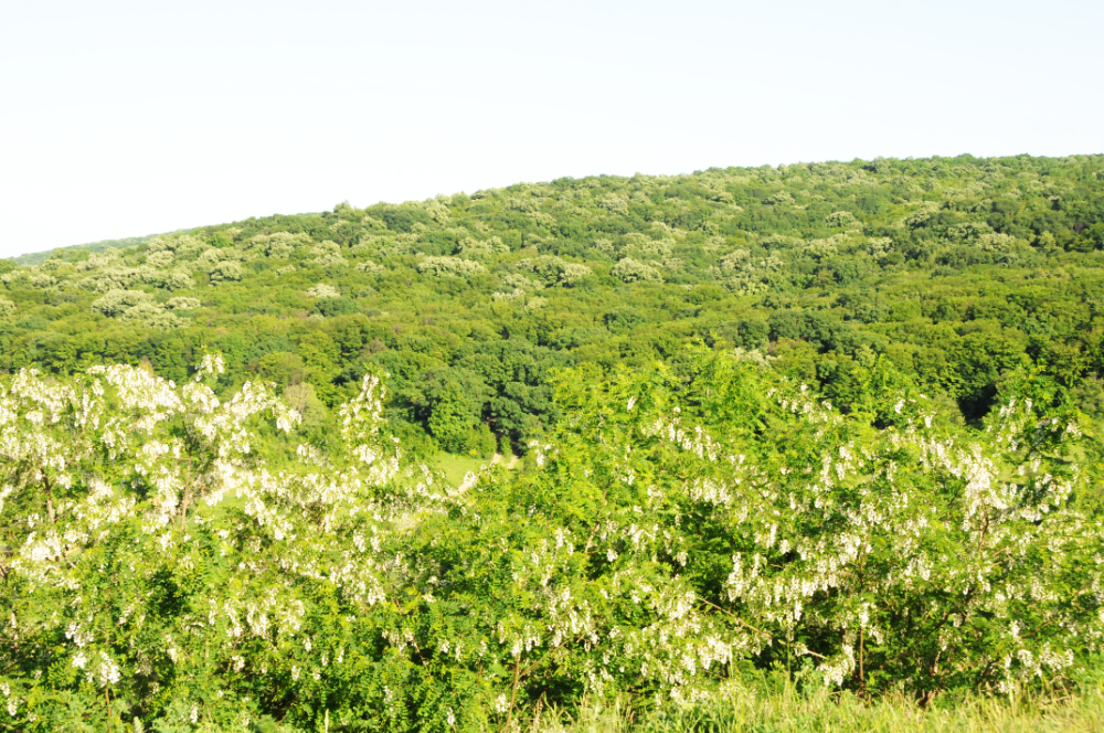 Forested hills in rural Moldova