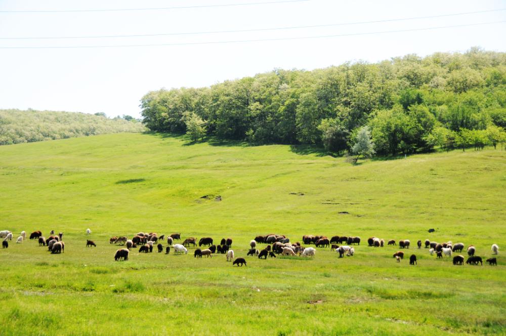Sheep in the Moldovan countryside