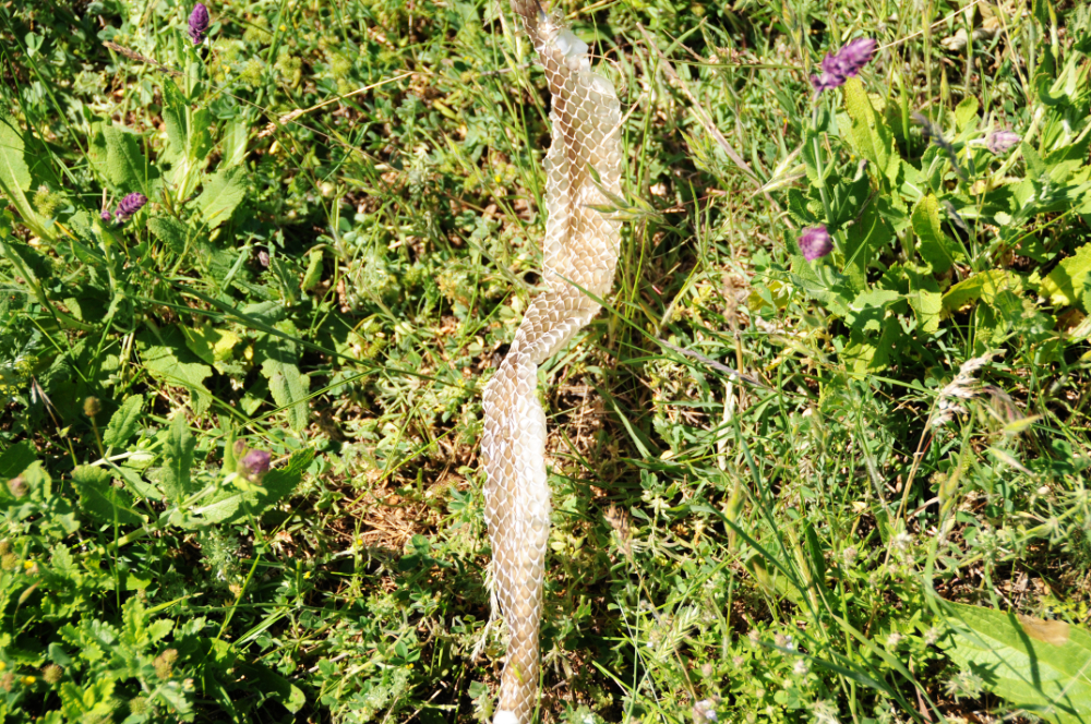 Large shed snake skin found in Moldova