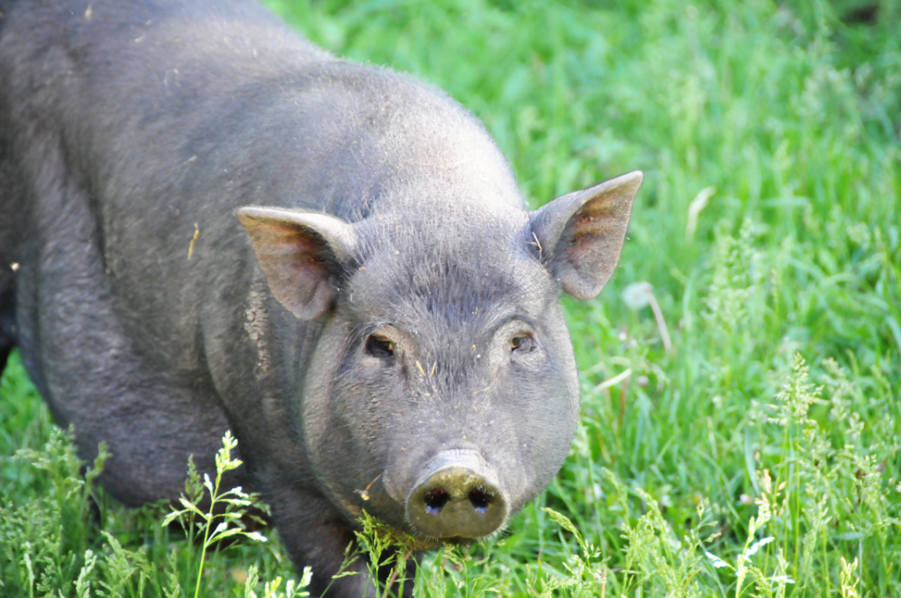 Wild boar in rural Moldova
