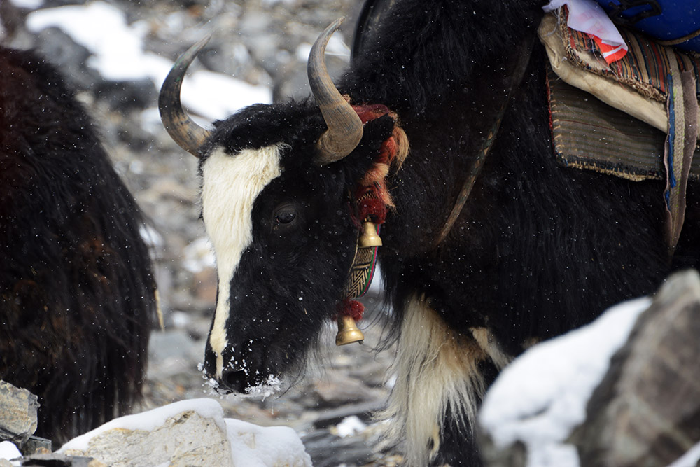 Yak at Mount Everest Advanced Base Camp in Tibet