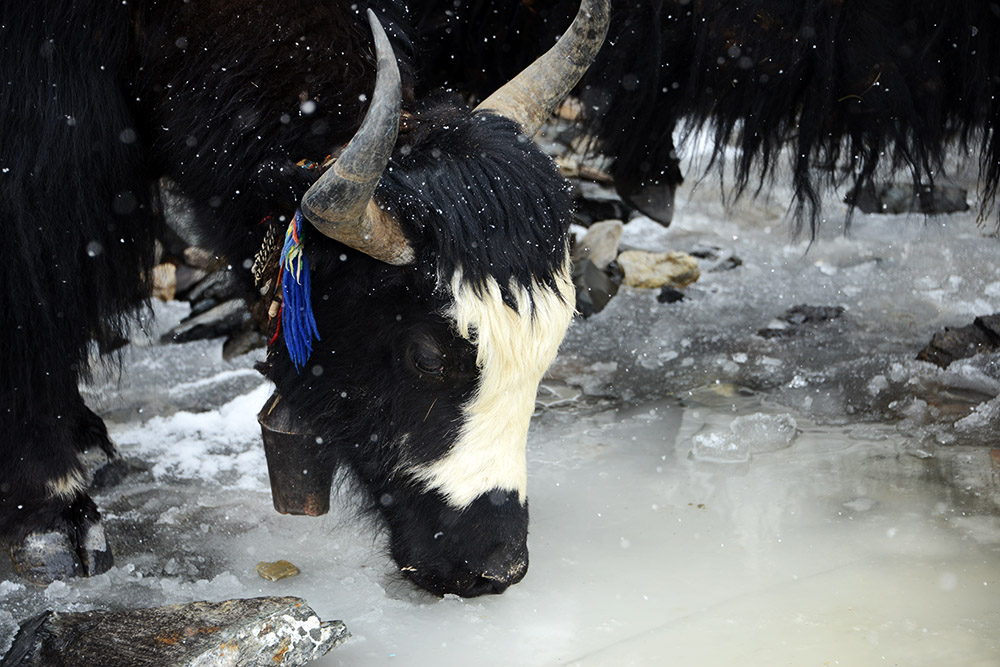 Yak among the tents at Everest Advanced Base Camp