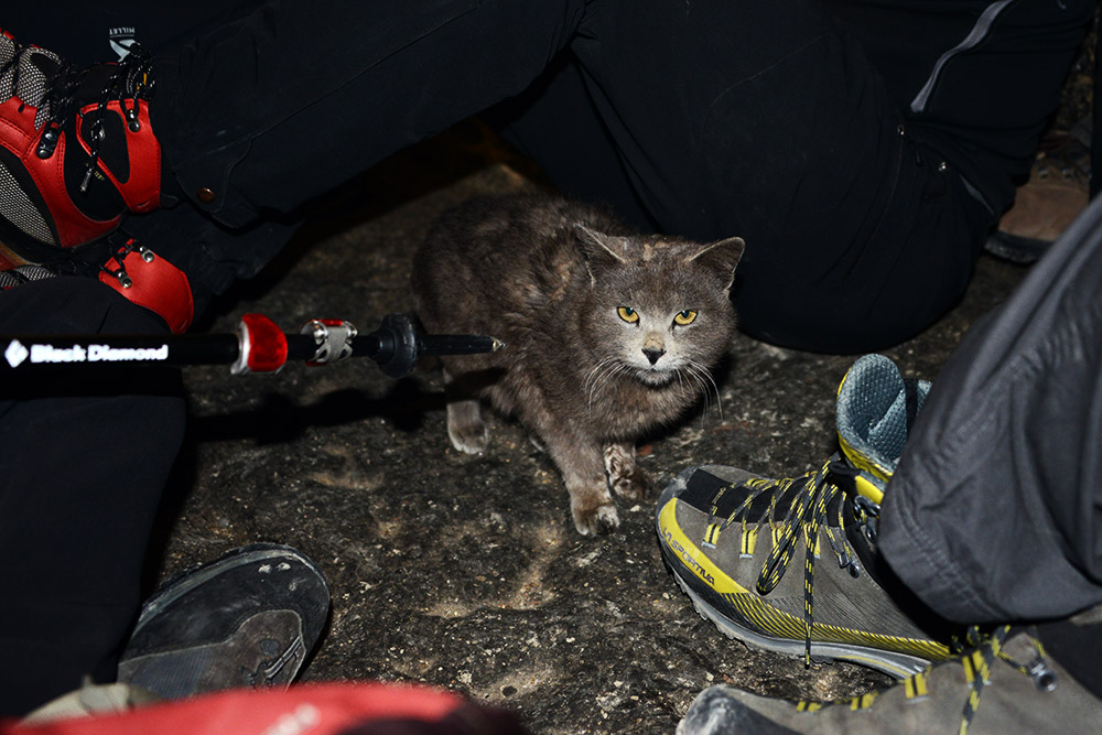 Cat inside the cave section of Rongbuk Monastery