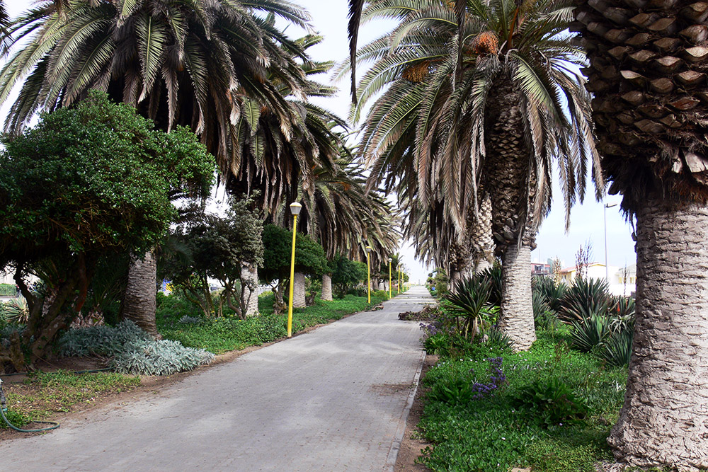 Palm lined path in Swakopmund Namibia