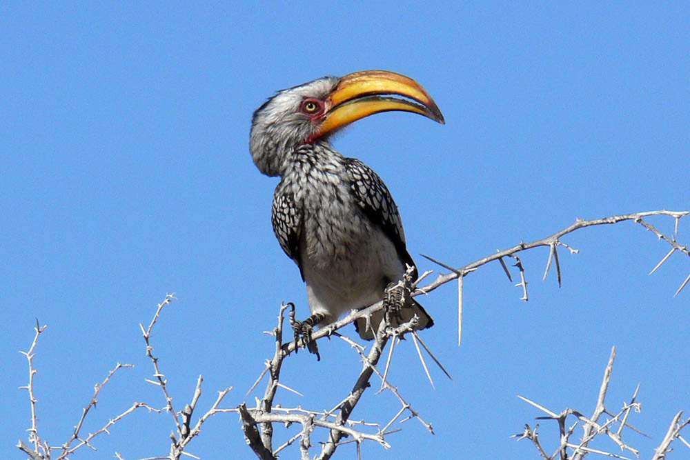 Southern yellow-billed hornbill in Etosha National Park, Namibia