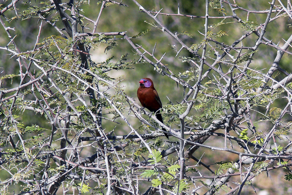 Purple waxbill in Etosha National Park, Namibia
