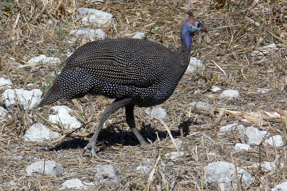 Small ground birds in Etosha National Park, Namibia