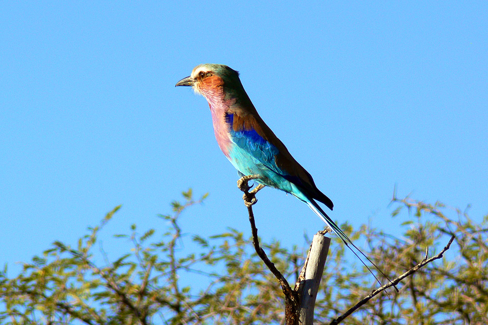 Colorful roller in Etosha National Park, Namibia