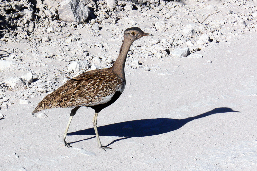 Ground-dwelling bird running through Etosha National Park, Namibia