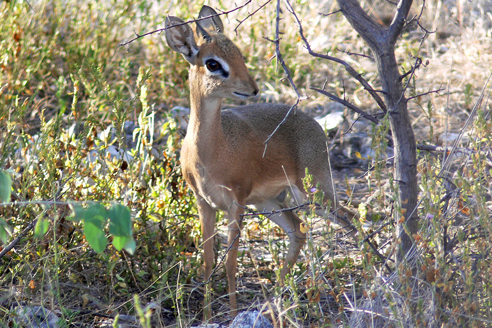 Dik-dik in Etosha National Park, Namibia