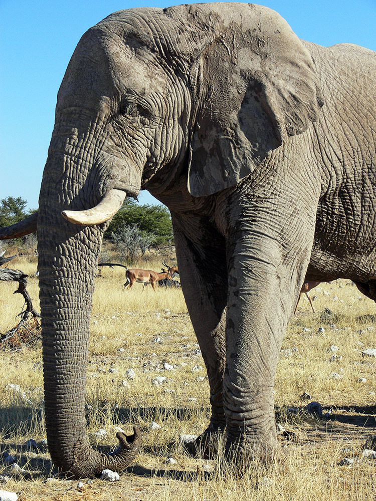African elephant in Etosha National Park, Namibia