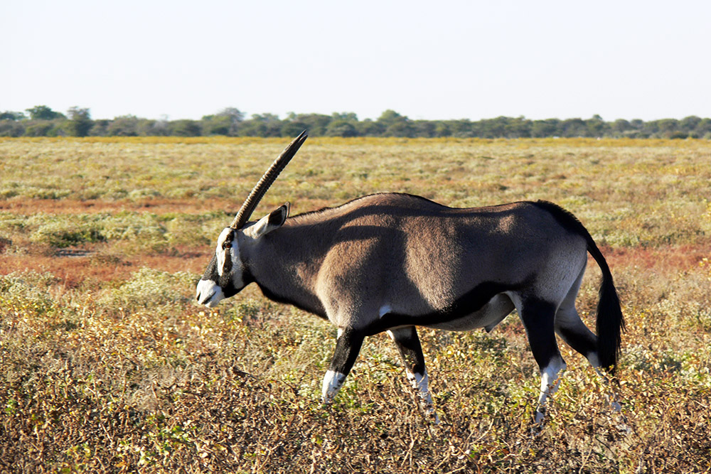 Gemsbok in Etosha National Park, Namibia