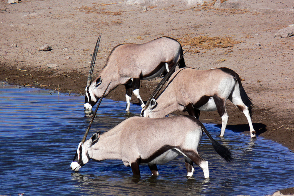 Gemsbok drinking at a waterhole in Etosha National Park, Namibia