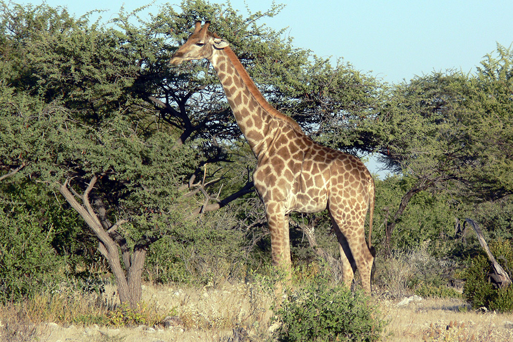 Giraffe in Etosha National Park, Namibia