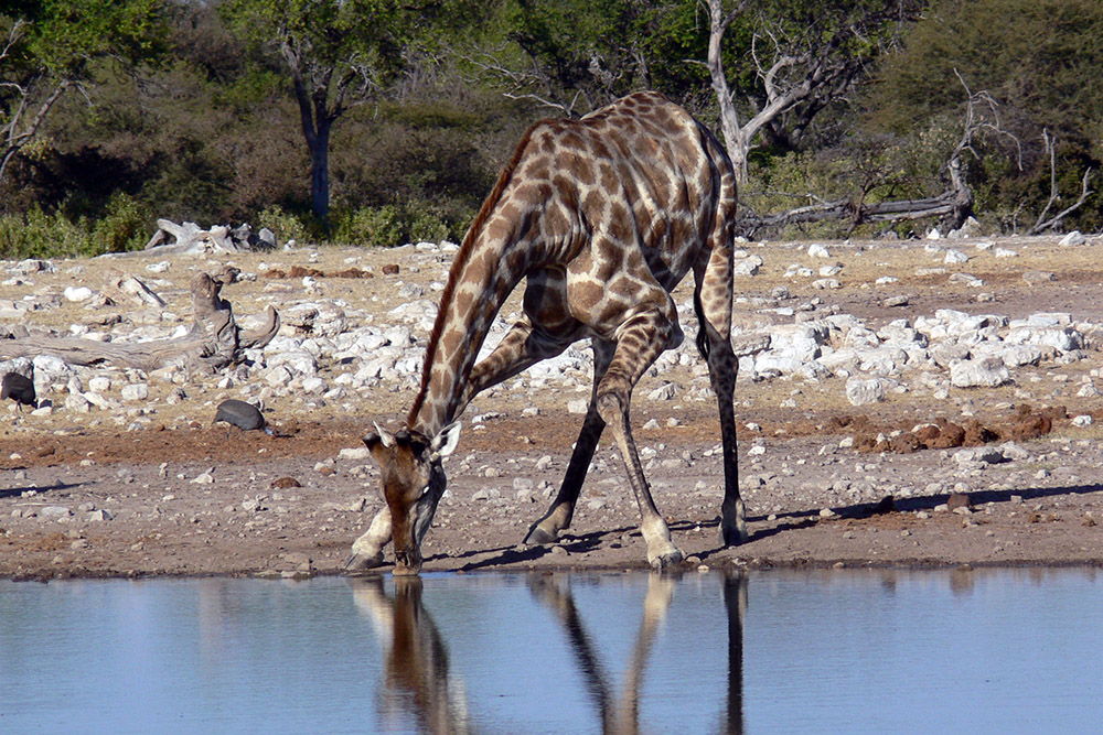 Giraffe drinking at a waterhole in Etosha National Park, Namibia