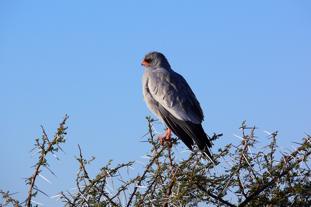 Pale chanting goshawk in Etosha National Park, Namibia