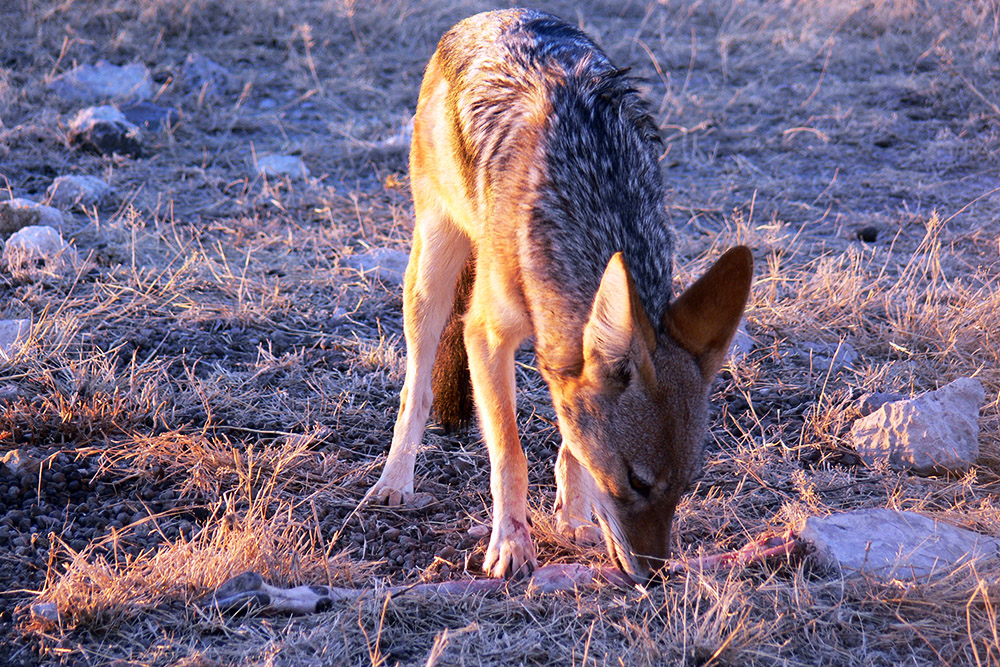 Jackal in Etosha National Park, Namibia