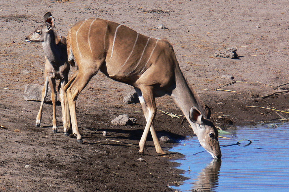 Kudu near a waterhole in Etosha National Park, Namibia