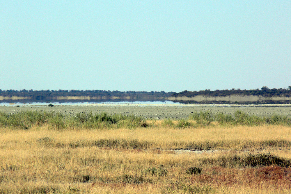 Dry grassland landscape in Etosha National Park, Namibia