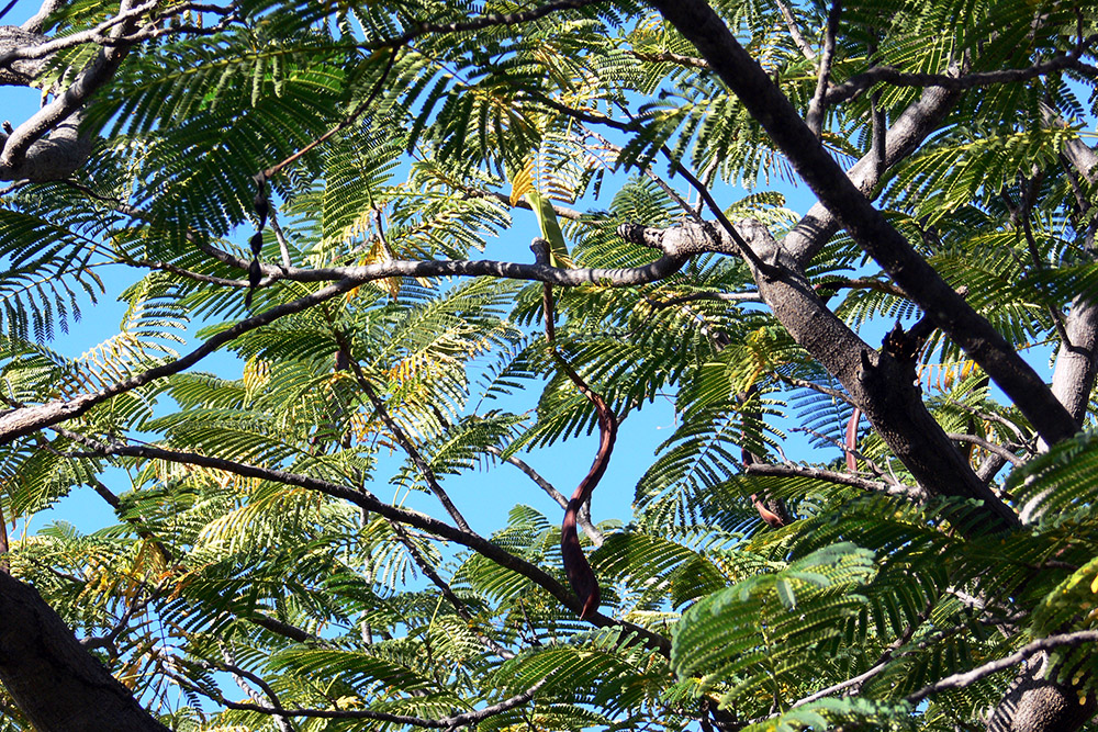 Green vegetation in Etosha National Park, Namibia