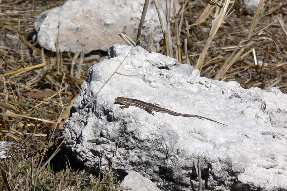 Lizard in Etosha National Park, Namibia