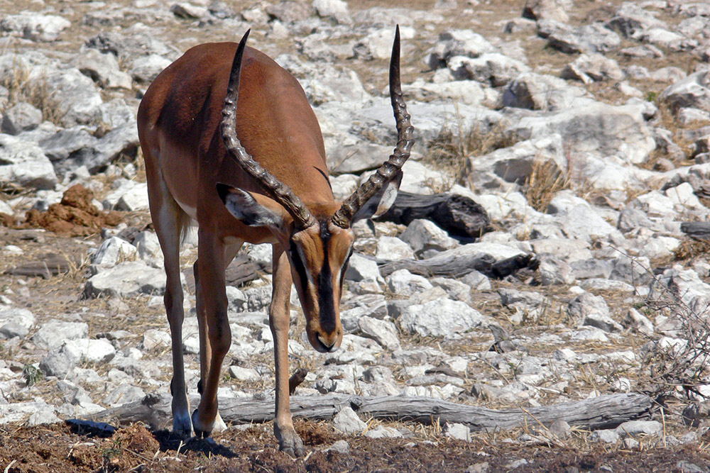 Springbok in Etosha National Park, Namibia