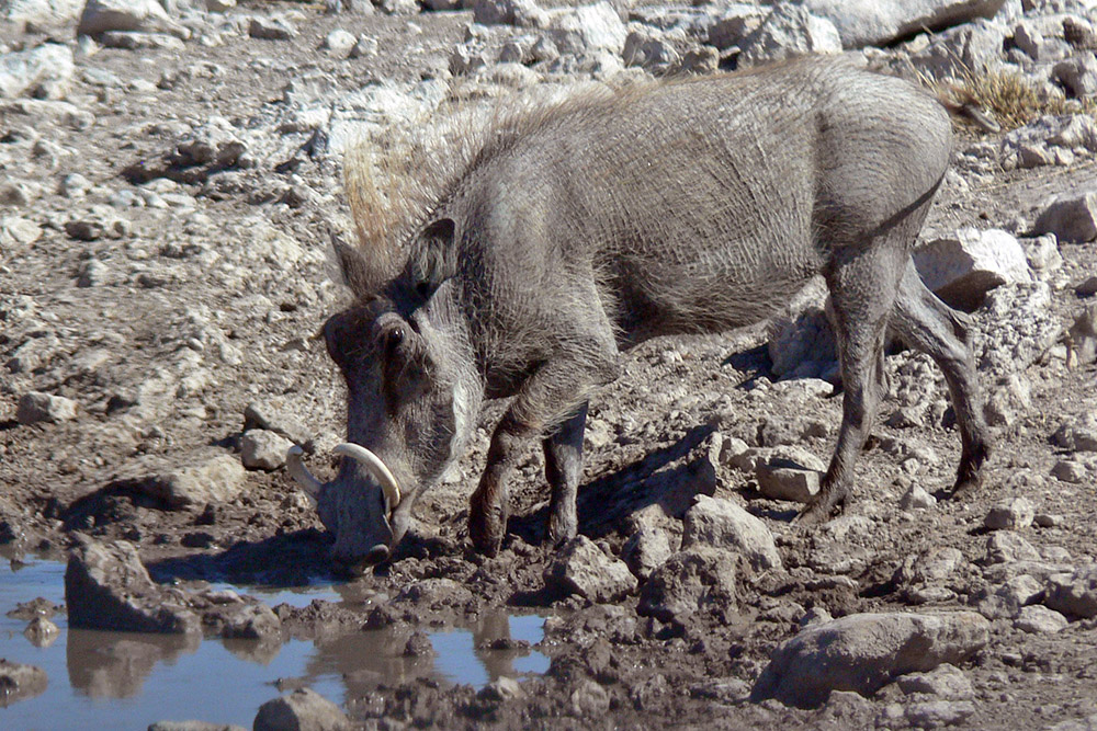Warthog in Etosha National Park, Namibia