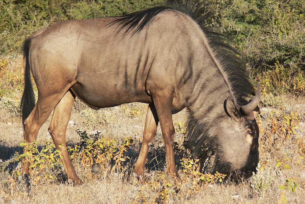 Blue wildebeest in Etosha National Park, Namibia