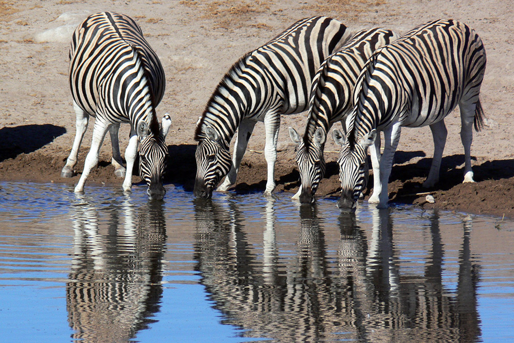 Zebras drinking at a waterhole in Etosha National Park, Namibia