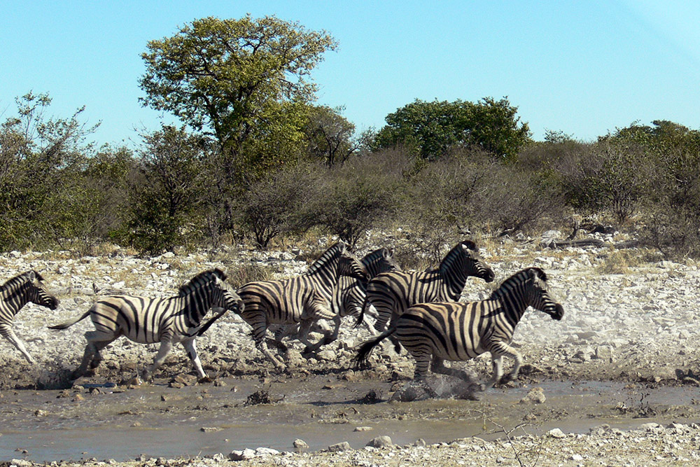 Zebras running across Etosha National Park, Namibia