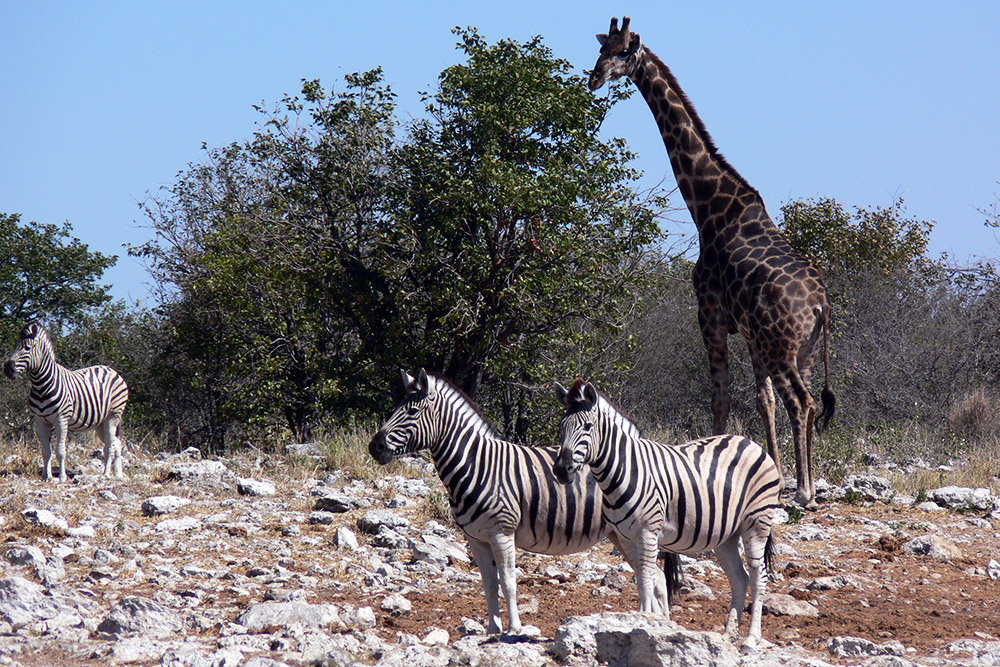 Zebras watching a hidden lion in Etosha National Park, Namibia