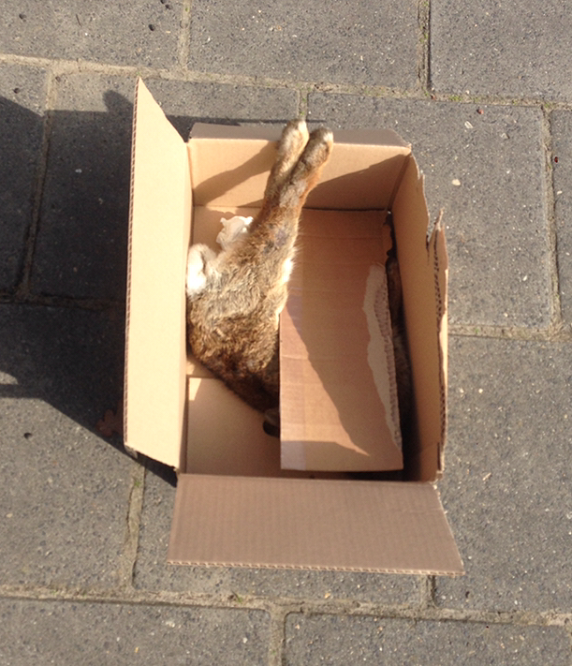 Dead rabbit found beside a sidewalk in Eindhoven