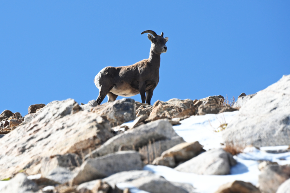 Mountain goat on Boundary Peak Nevada