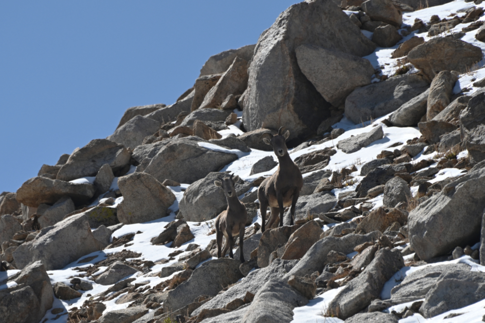 Mountain goats on Boundary Peak Nevada