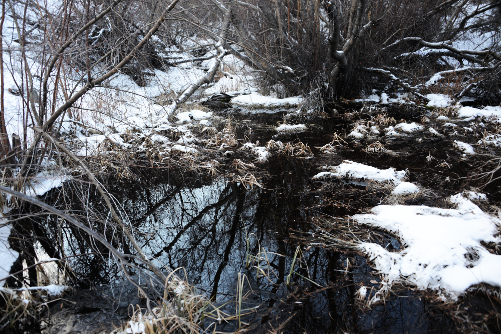 Winter pond in Nevada's White Mountains