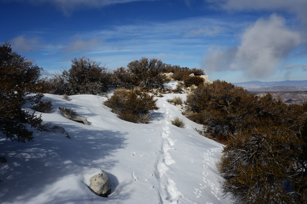 Winter ridge on Boundary Peak