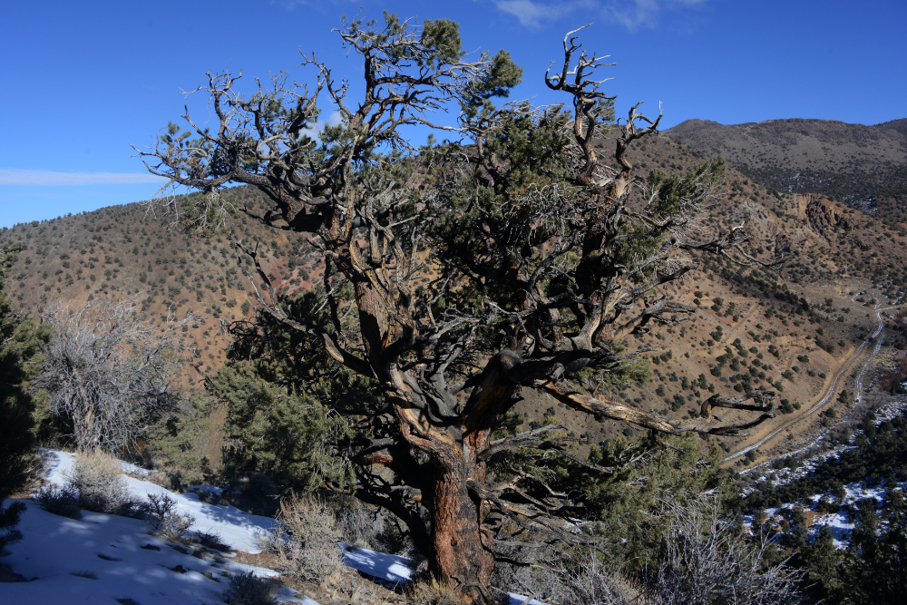 Winter landscape in Nevada's White Mountains