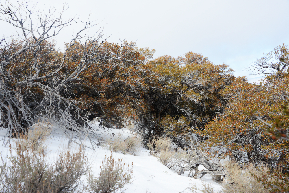 Winter trees in Nevada's White Mountains