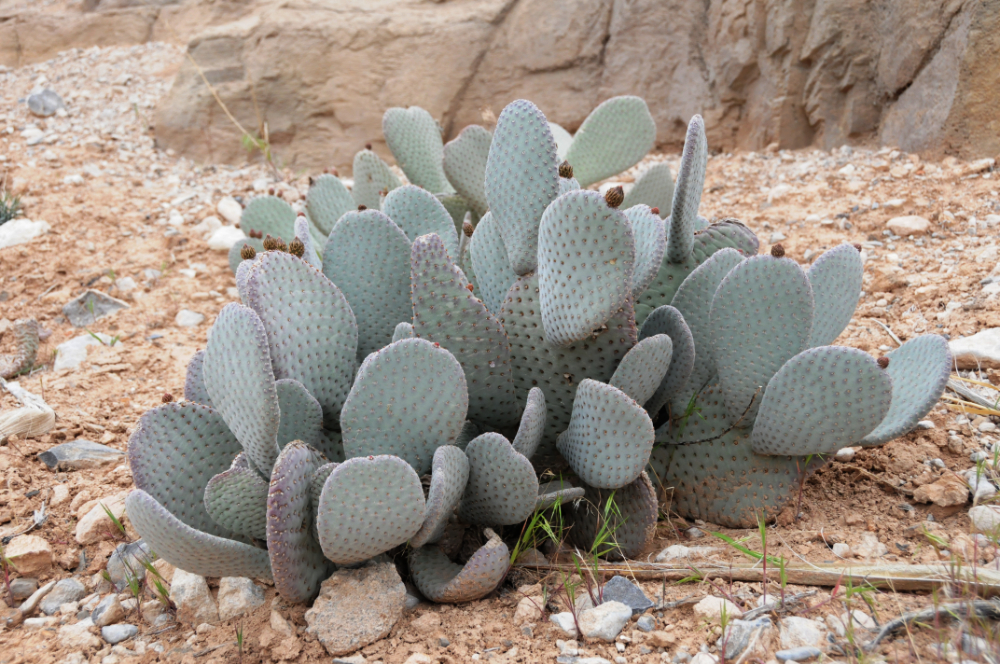Cactus Cactus Growing in the Nevada Desert