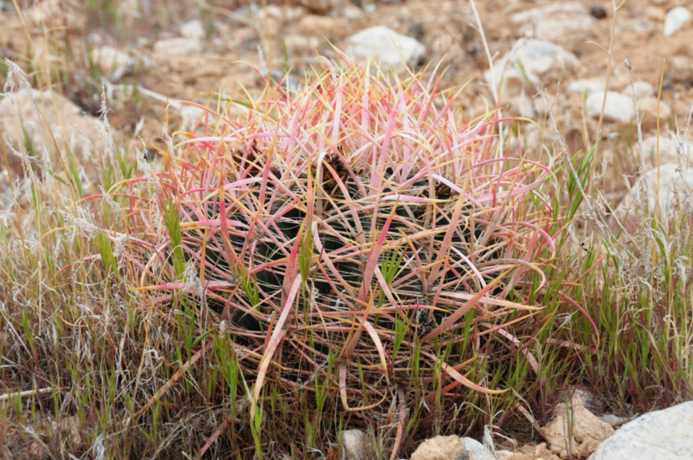 Desert Plant Young Desert Plant in Nevada